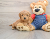 6 week old Mini Goldendoodle Puppy For Sale - Lone Star Pups