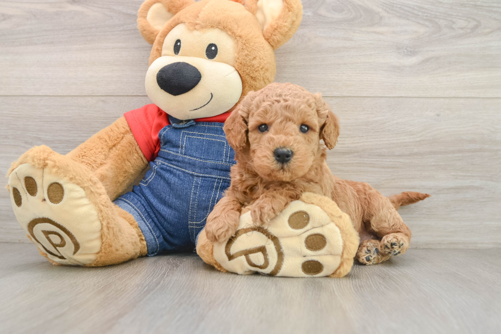 Fluffy Mini Goldendoodle Poodle Mix Pup