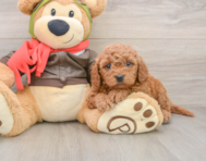 6 week old Mini Goldendoodle Puppy For Sale - Lone Star Pups