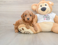 7 week old Mini Goldendoodle Puppy For Sale - Lone Star Pups