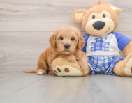 6 week old Mini Goldendoodle Puppy For Sale - Lone Star Pups