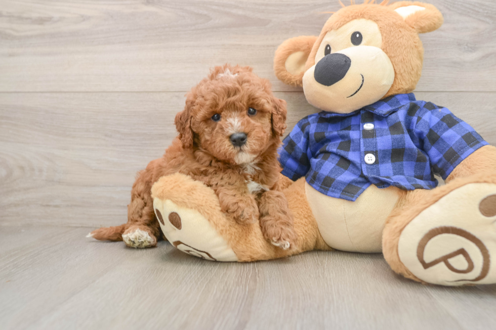 Small Mini Goldendoodle Baby