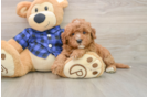 Mini Goldendoodle Puppy for Adoption