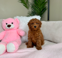 11 week old Mini Goldendoodle Puppy For Sale - Lone Star Pups