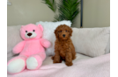 Cute Mini Goldendoodle Baby