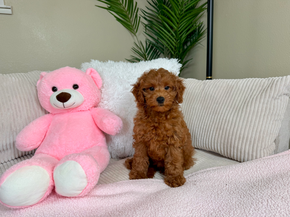 Cute Mini Goldendoodle Baby