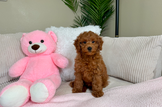 Cute Mini Goldendoodle Baby