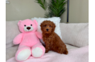 Cute Mini Goldendoodle Baby