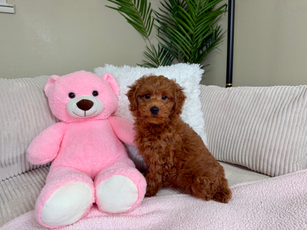 Cute Mini Goldendoodle Baby