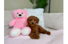 Cute Golden Doodle Poodle Mix Puppy