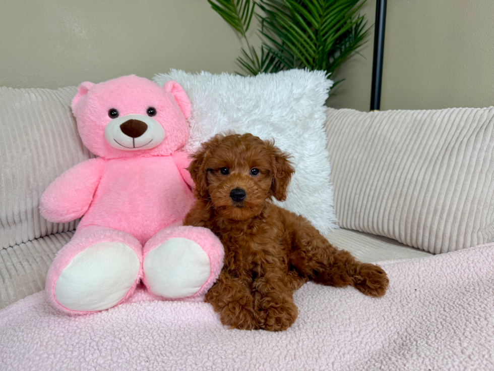 Cute Golden Doodle Poodle Mix Puppy