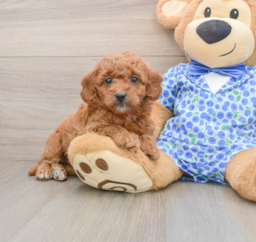7 week old Mini Goldendoodle Puppy For Sale - Lone Star Pups