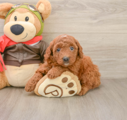 6 week old Mini Goldendoodle Puppy For Sale - Lone Star Pups
