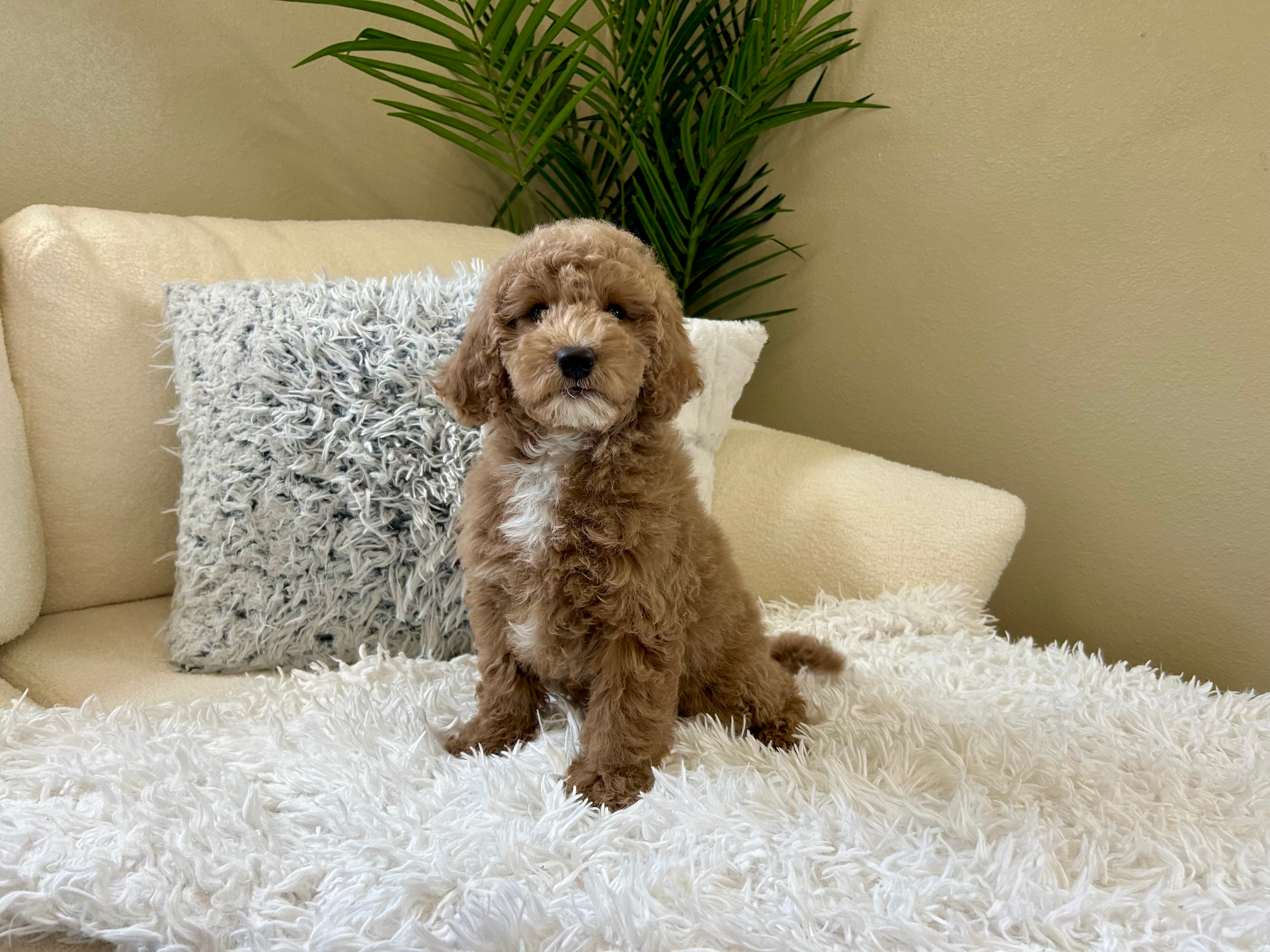 Cute Mini Goldendoodle Poodle Mix Pup