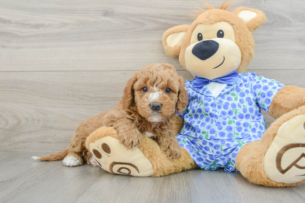 Best Mini Goldendoodle Baby