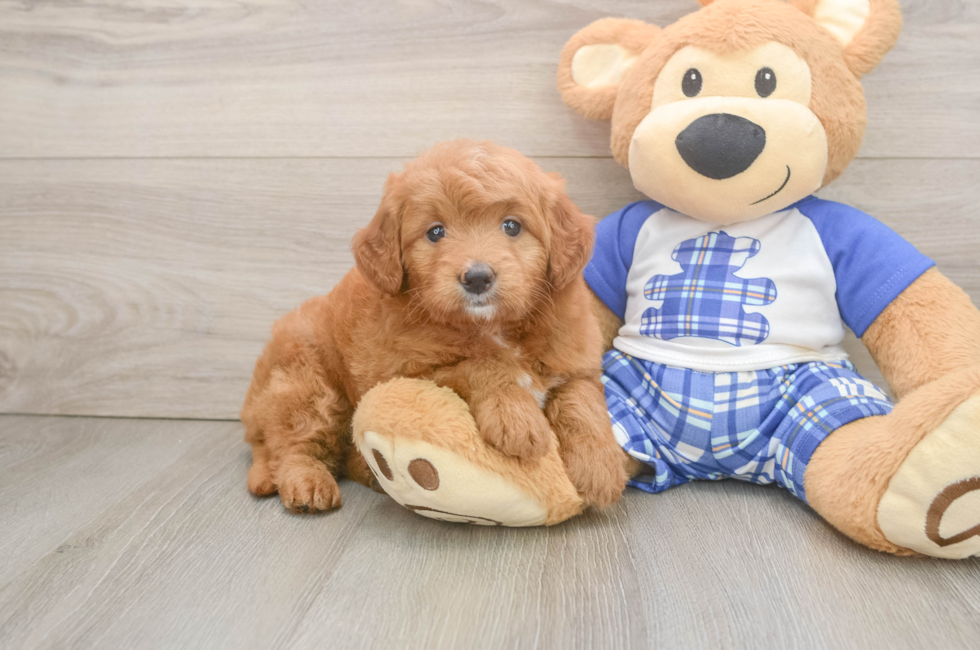 6 week old Mini Goldendoodle Puppy For Sale - Lone Star Pups