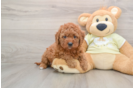 Mini Goldendoodle Puppy for Adoption