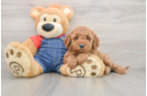 Happy Mini Goldendoodle Baby