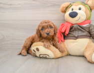 6 week old Mini Goldendoodle Puppy For Sale - Lone Star Pups