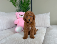 8 week old Mini Goldendoodle Puppy For Sale - Lone Star Pups