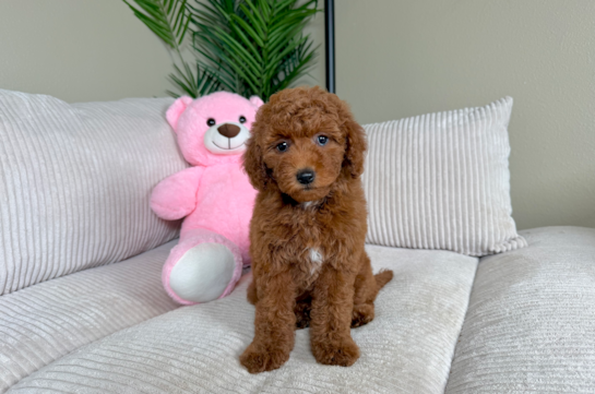 Cute Mini Goldiepoo Poodle Mix Puppy