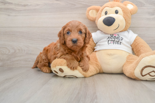 WYNN, a Mini Goldendoodle littermate