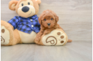 Best Mini Goldendoodle Baby