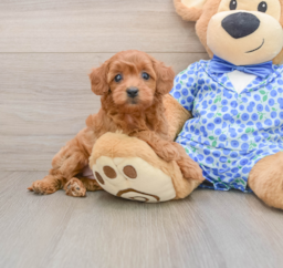 8 week old Mini Goldendoodle Puppy For Sale - Lone Star Pups