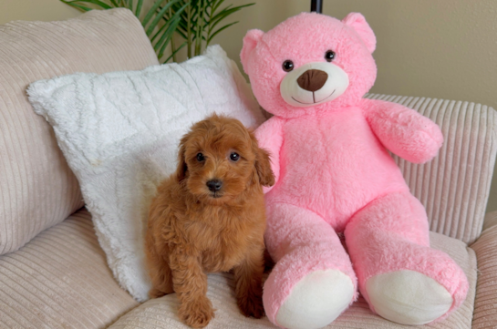 Cute Mini Goldendoodle Baby