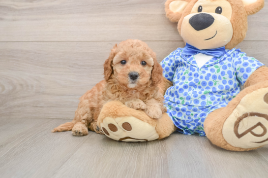 Best Mini Goldendoodle Baby