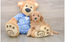 Energetic Golden Doodle Poodle Mix Puppy