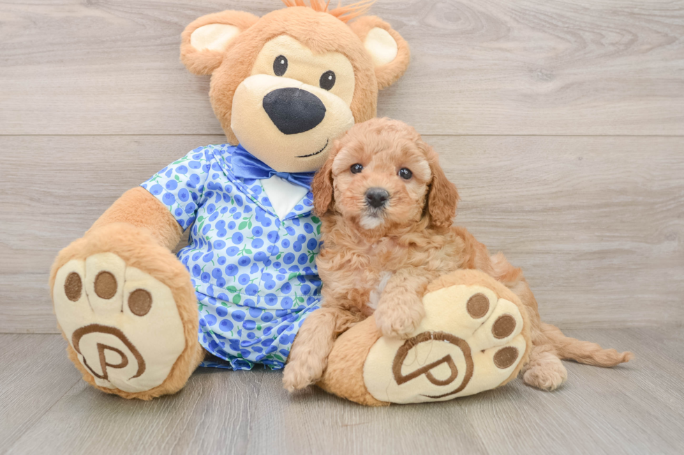 Energetic Golden Doodle Poodle Mix Puppy