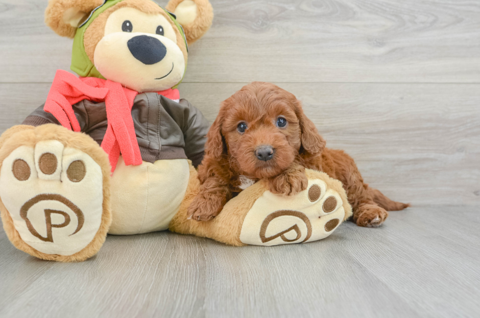 5 week old Mini Goldendoodle Puppy For Sale - Lone Star Pups