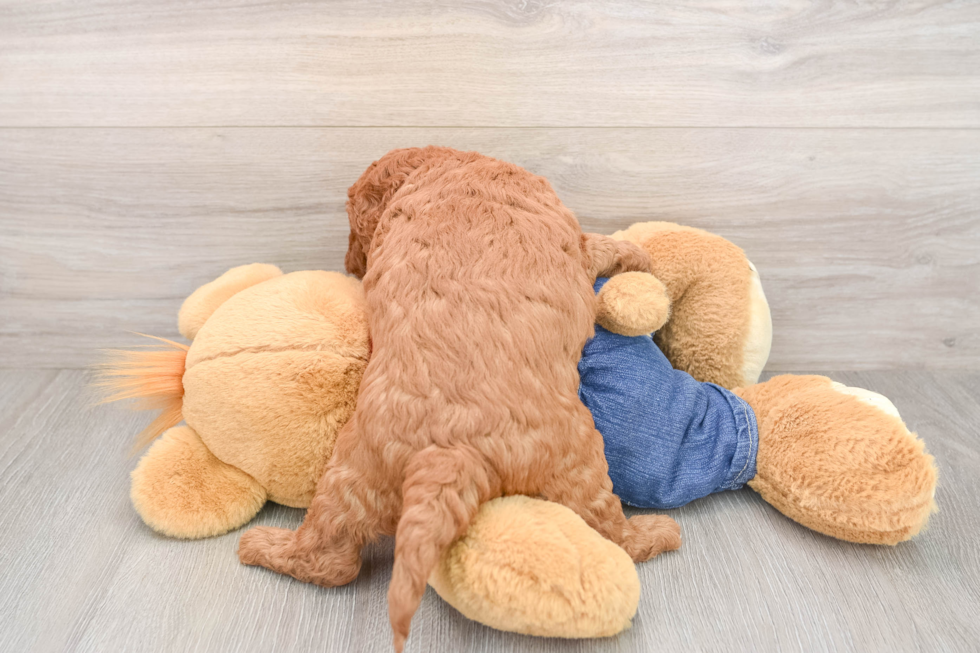 Sweet Mini Goldendoodle Baby