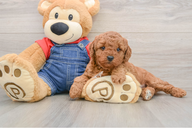 Mini Goldendoodle Puppy for Adoption