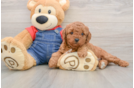 Mini Goldendoodle Puppy for Adoption