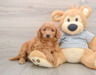 7 week old Mini Goldendoodle Puppy For Sale - Lone Star Pups