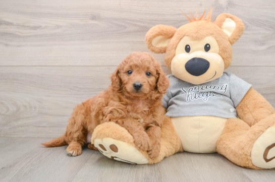 Energetic Golden Doodle Poodle Mix Puppy