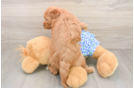 Mini Goldendoodle Puppy for Adoption