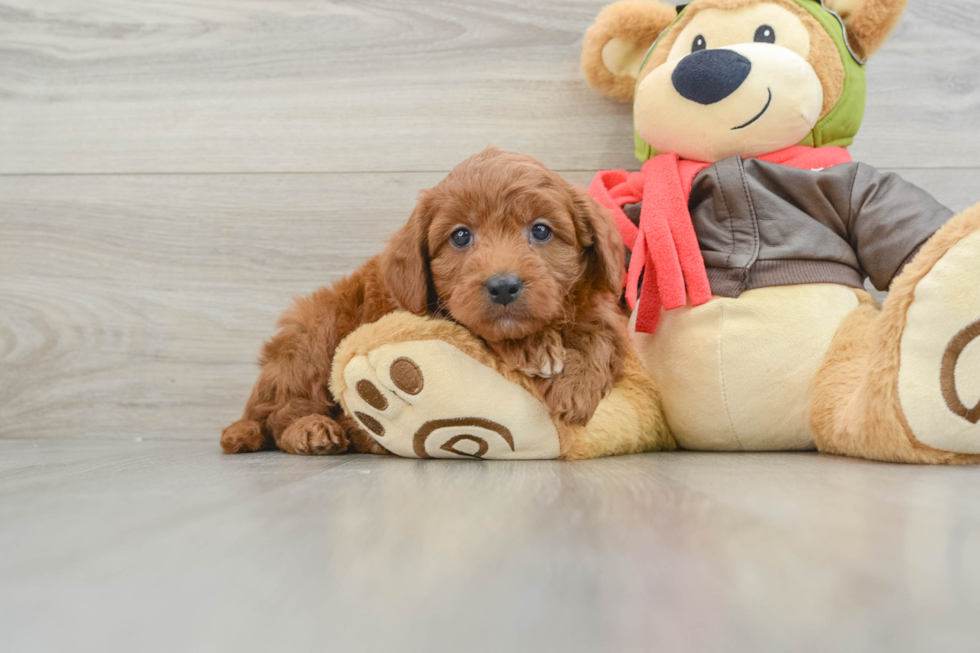 Energetic Golden Doodle Poodle Mix Puppy