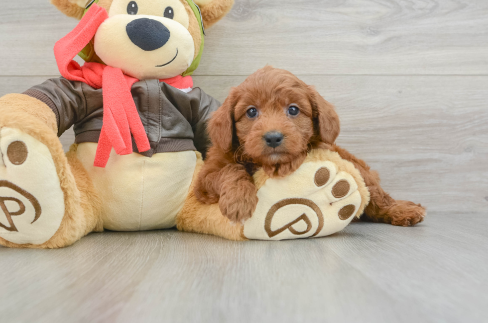 5 week old Mini Goldendoodle Puppy For Sale - Lone Star Pups