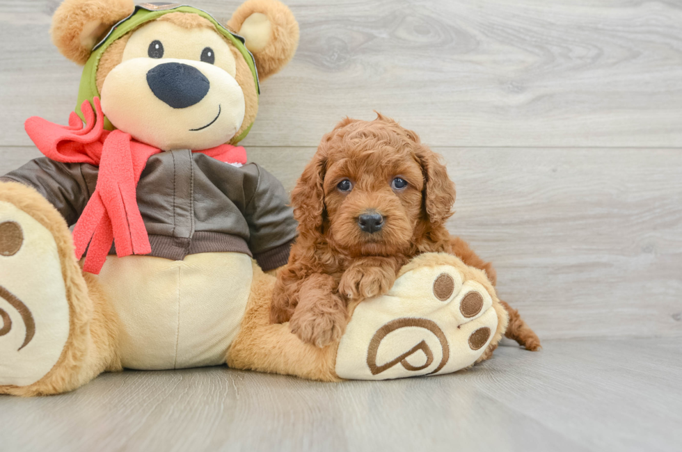 6 week old Mini Goldendoodle Puppy For Sale - Lone Star Pups