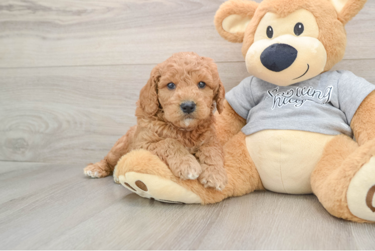Mini Goldendoodle Puppy for Adoption