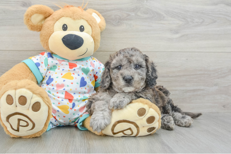 Mini Goldendoodle Pup Being Cute