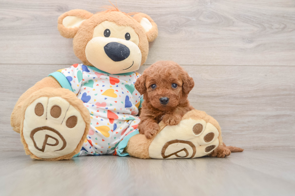 Best Mini Goldendoodle Baby