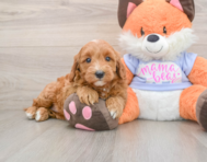 5 week old Mini Goldendoodle Puppy For Sale - Lone Star Pups