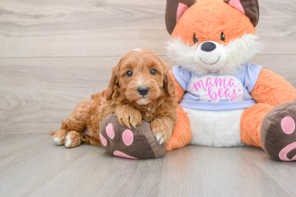 Popular Mini Goldendoodle Poodle Mix Pup