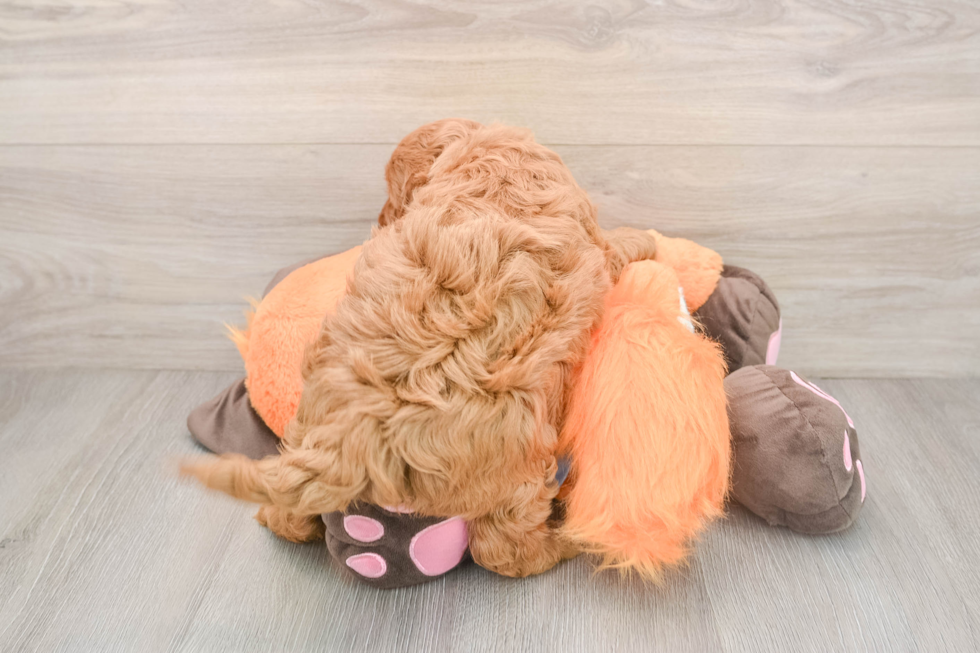 Best Mini Goldendoodle Baby