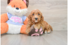 Smart Mini Goldendoodle Poodle Mix Pup