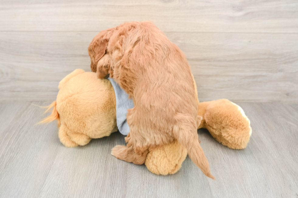 Fluffy Mini Goldendoodle Poodle Mix Pup
